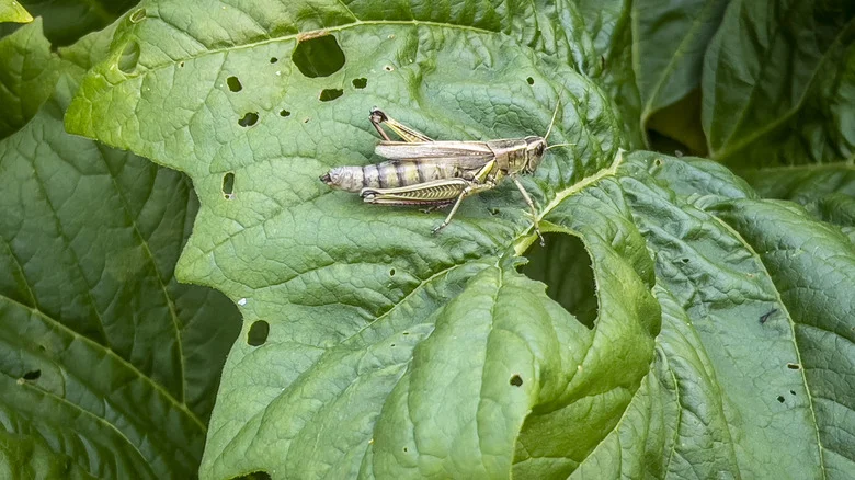 The Kitchen Ingredient That Helps Keep Grasshoppers Away From Your Garden