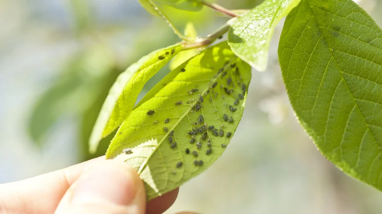 The Kitchen Ingredient That’ll Chase Away Unwanted Garden Pests And Attract The Good Ones
