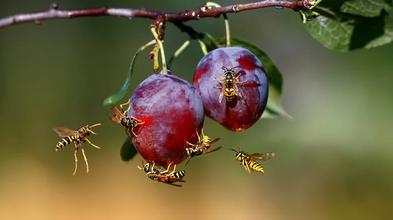 The Kitchen Ingredient That’ll Keep Wasps Out Of Your Yard And Garden