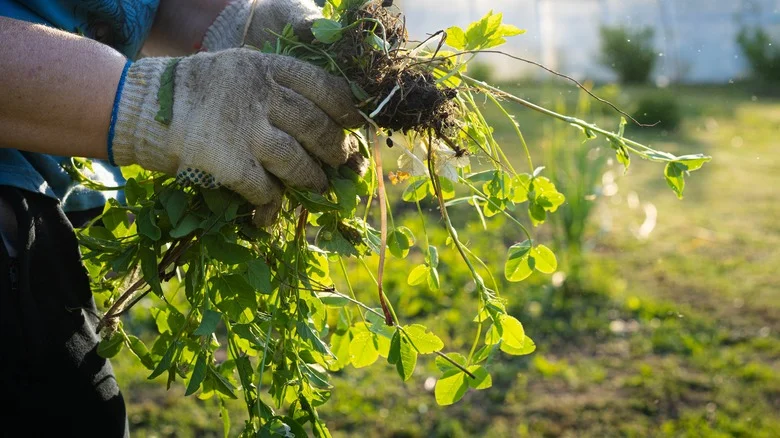 The Kitchen Ingredient That’ll Wipe Out Stubborn Weeds