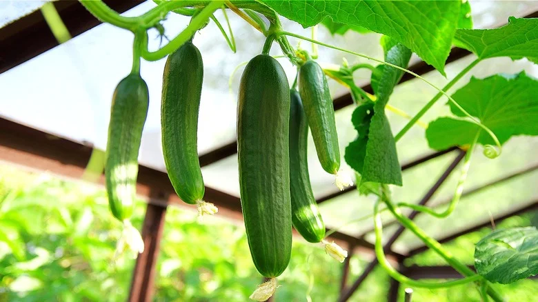 The Kitchen Ingredient You’ll Want To Start Using On Your Growing Cucumbers
