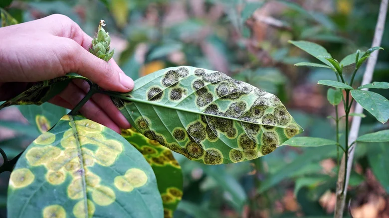 The Kitchen Ingredients That’ll Destroy Fungus In Your Garden