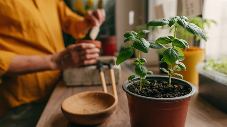 The Kitchen Scrap That’ll Do Wonders For Your Growing Basil