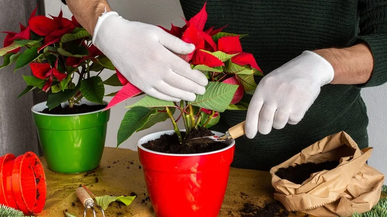 The Kitchen Scrap That’ll Keep Your Poinsettia Thriving After The Holidays
