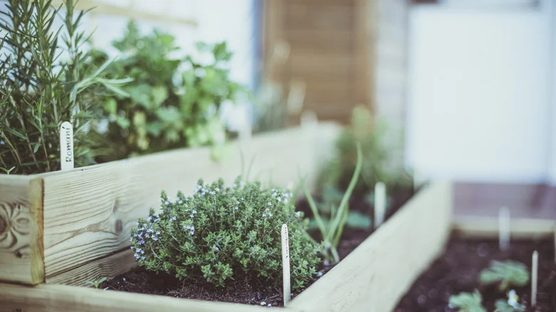 The Kitch​​en Scrap Your Woody Garden Herbs Need For All Its Benefits