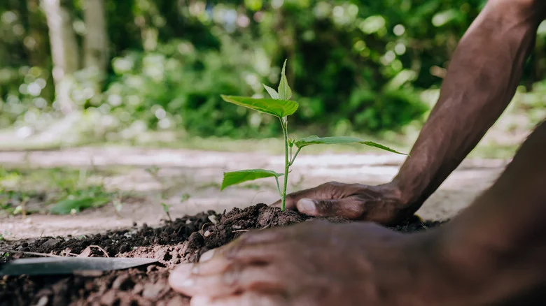 The Kitchen Staple That’ll Help You Root Plants