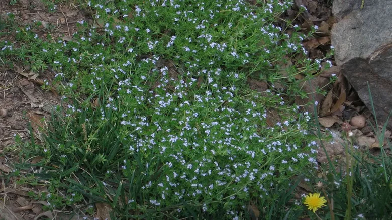 The Kitchen Staple That’ll Prevent Field Madder From Wreaking Havoc In Your Yard
