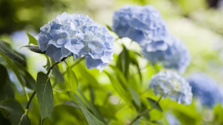 The Kitchen Waste That’ll Turn Your Hydrangeas Blue