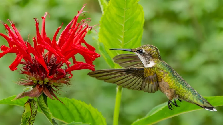 The Landscaping Trick That Gets The Attention Of More Hummingbirds