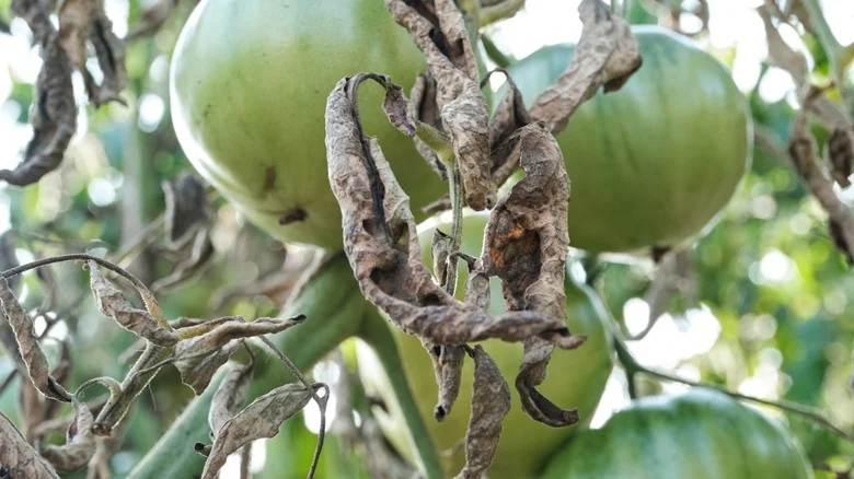 The Last-Ditch Method To Try That Can Turn Your Green Tomato Plants Red
