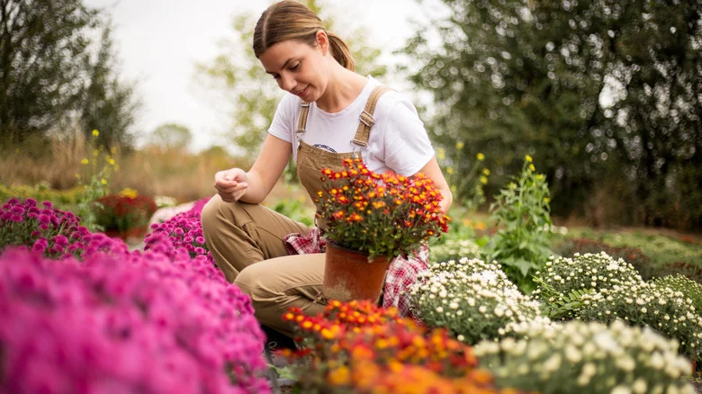 The Late-Blooming Summer Flower You Still Have Time To Grow In Your Garden