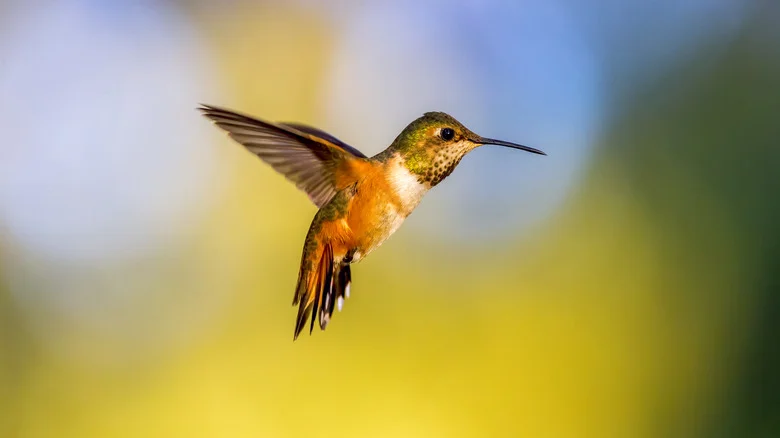 The Lavender-Blue Plant That Will Encourage Hummingbirds To Visit Your Yard