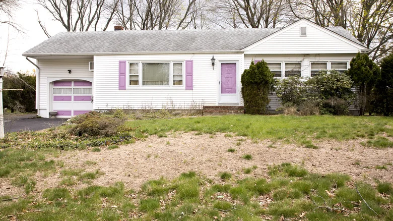 The Lavender Variety That Thrives In Conditions That Kill Lawns