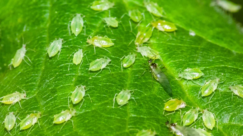 The Lazy Gardeners’ Trick For Dealing With Aphids In The Garden