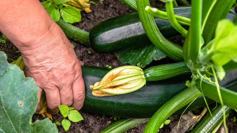 The Lemon-Scented Herb That Thrives Next To Zucchini In The Garden