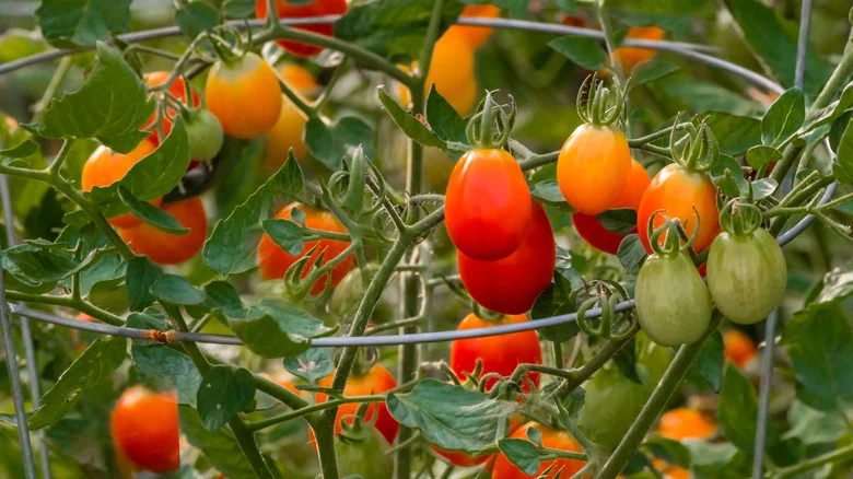 The Little-Known Downsides To Using Tomato Cages To Support Your Plants