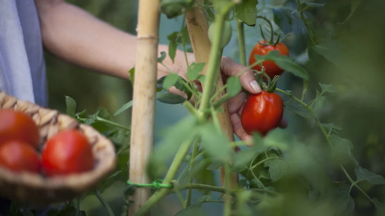 The Little-Known Fruit Hack That Can Help Your Tomato Plants Thrive