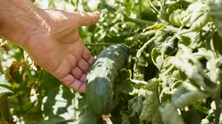 The Long-Blooming Companion That’ll Help You Grow The Best Cucumbers In Your Garden