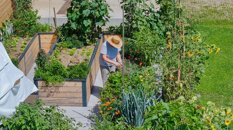 The Low-Effort Garlic Plant That Also Produces Beautiful Blooms
