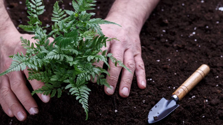 The Low-Growing Perennial Alternative To Ferns That Makes An Excellent Ground Cover