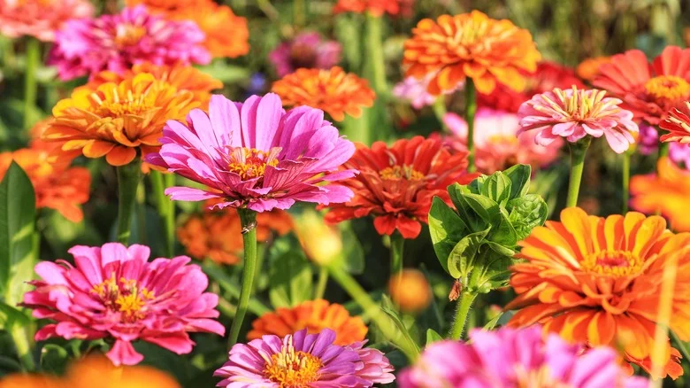 The Low-Growing Perennial Herb That Blocks Out Weeds Around Zinnias