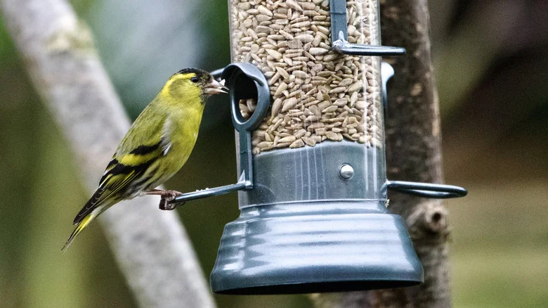 The Low-Maintenance Flower That Grows Beautifully Under A Bird Feeder