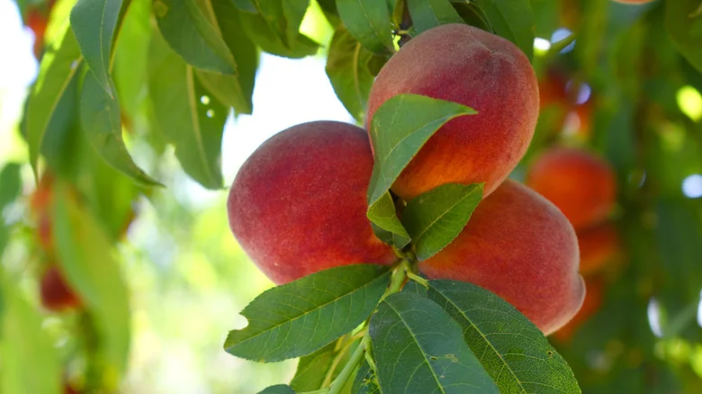 The Low-Maintenance Flower That Helps Distract Common Pests From Your Peach Trees