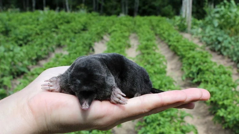 The Low-Maintenance Flower That’ll Keep Moles Out Of Your Yard And Garden