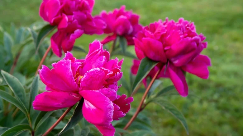 The Low Maintenance Herb That’ll Help Your Peonies Thrive