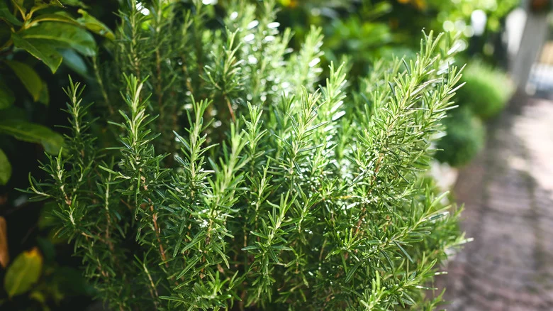 The Low-Maintenance Herb To Plant With Rosemary To Attract Pollinators