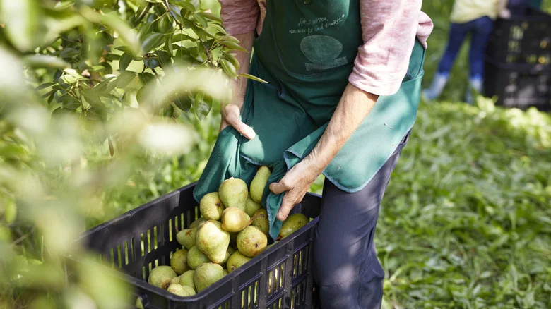 The Low-Maintenance Pear Tree Variety That’s Easiest To Grow In Your Yard