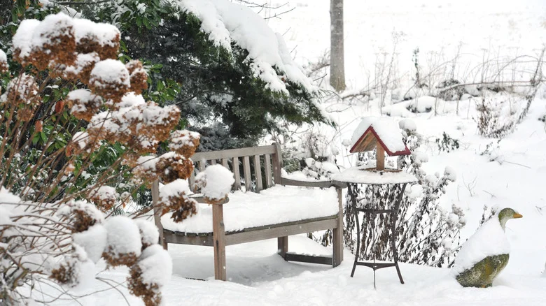 The Low-Maintenance Plant That’ll Bring Bursts Of Color To Your Winter Lawn