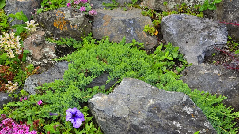 The Low-Maintenance Shrub That Can Help Choke Out Weeds