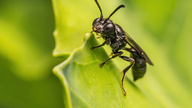 The Low-Maintenance Tree You Should Grow To Naturally Repel Wasps