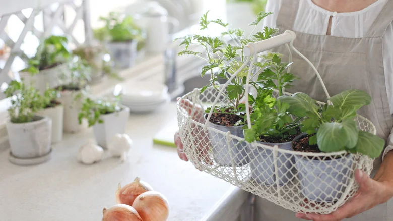 The Low-Maintenance Veggie That Grows Perfectly In Your Kitchen Throughout Winter
