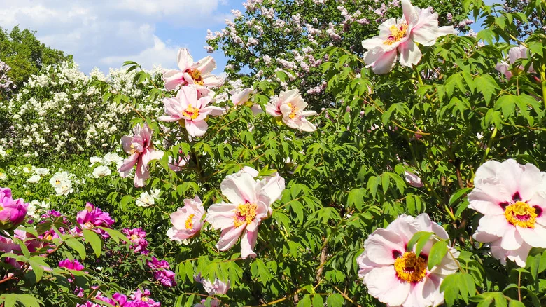 The Majestic Peonies That Grow To Spectacular Heights And Boast Gorgeous Blooms