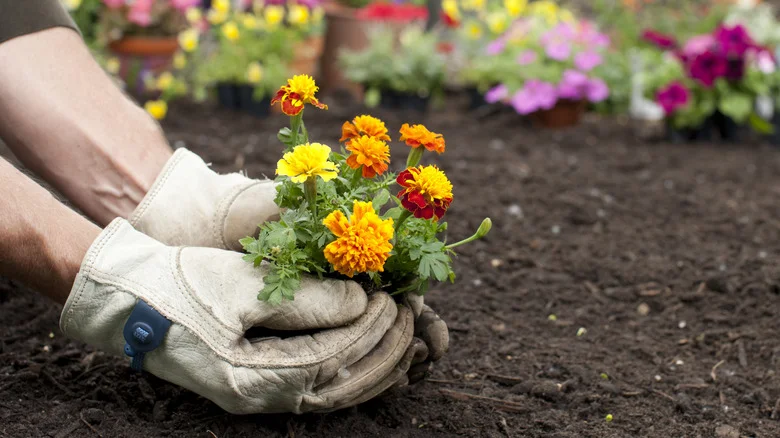 The Many Benefits Of Planting Marigolds In Your Garden