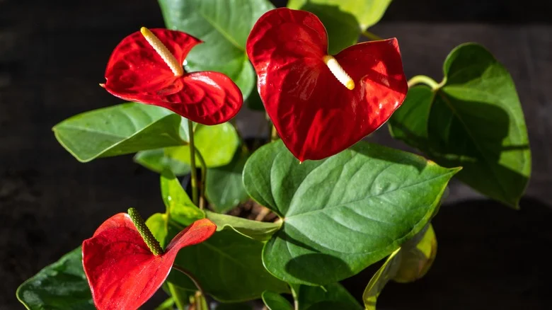 The Mess-Free Way To Grow Anthurium In Water Indoors