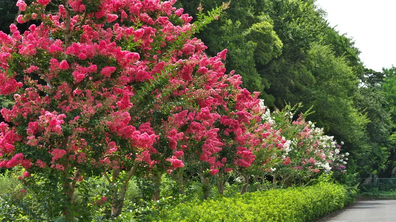 The Messy Reason Crepe Myrtle Trees And Pool Can’t Coexist