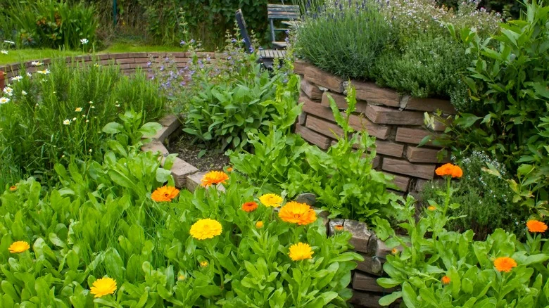 The Mineral-Rich Herb You Should Think Twice About Before Adding To Your Garden