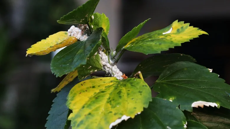 The Minty Scent You Need To Kick Mealybugs To The Curb