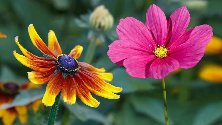 The Mistake That Comes With Planting Cosmos And Black-Eyed Susan Too Close In The Garden