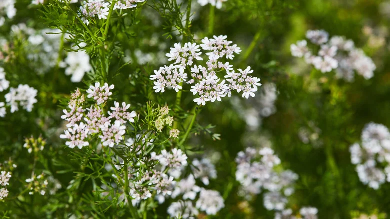 The Mistake You’re Making That Is Causing Your Cilantro And Dill To Flower Too Quickly