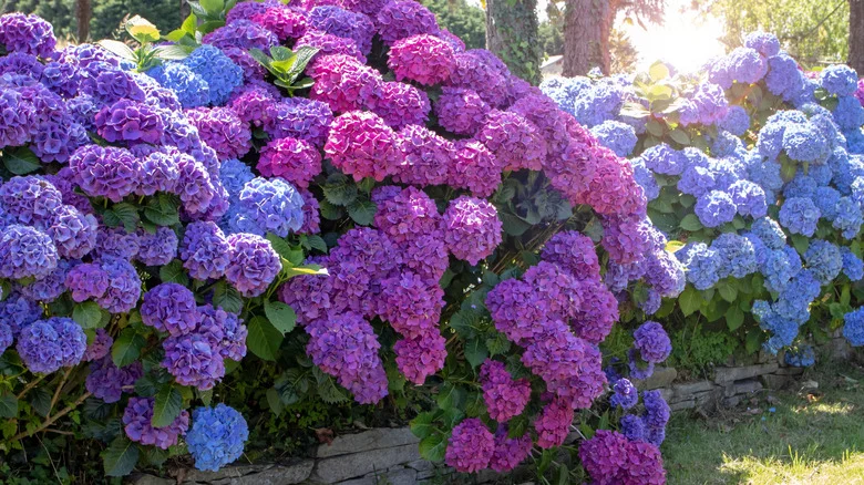 The Money-Saving Trick You Need To Grow More Stunning Hydrangeas Every Year