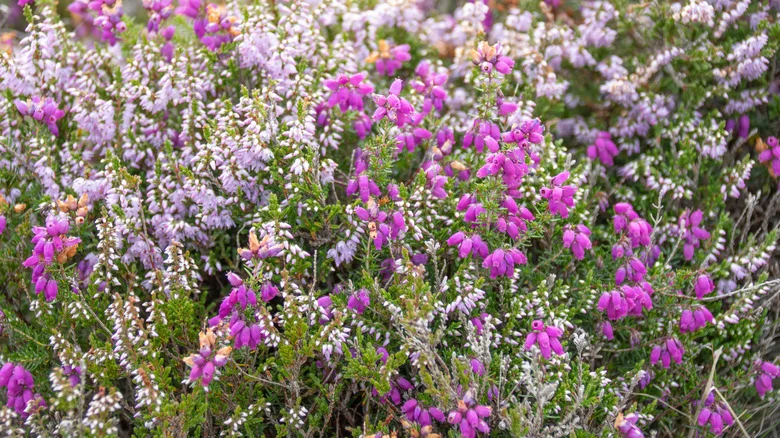 The Morning Leftover That Will Help Heather Plants Bloom