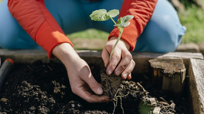 The Most Budget-Friendly Supply For Making DIY Raised Garden Beds