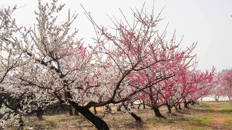 The Most Delicious Plum Variety You Can Grow In Your Own Yard
