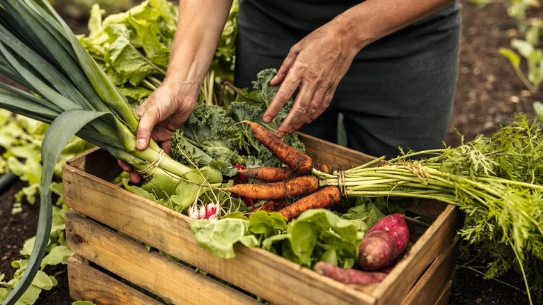 The Most Efficient Way To Clean Your Garden Veggies Before Bringing Them Inside