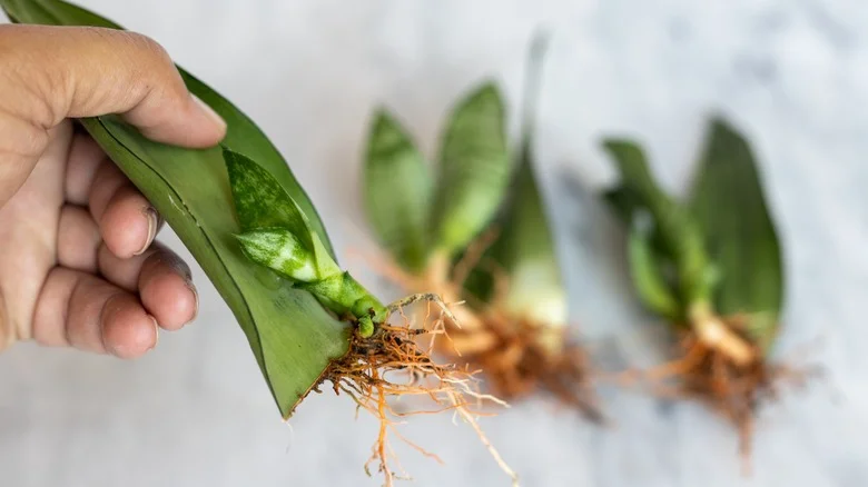 The Muffin Tin Hack That Makes Plant Propagation A Breeze