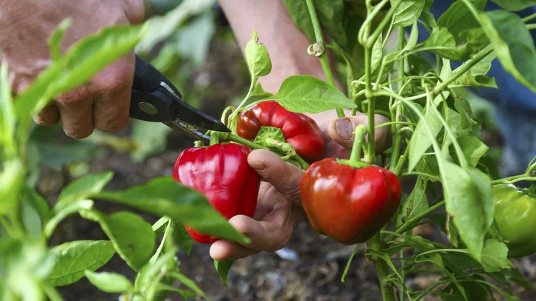 The Mulch That Gives Pepper Plants Extra Nutrients While Blocking Out Weeds